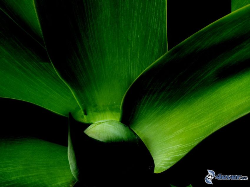Aloe Vera, foglie verdi