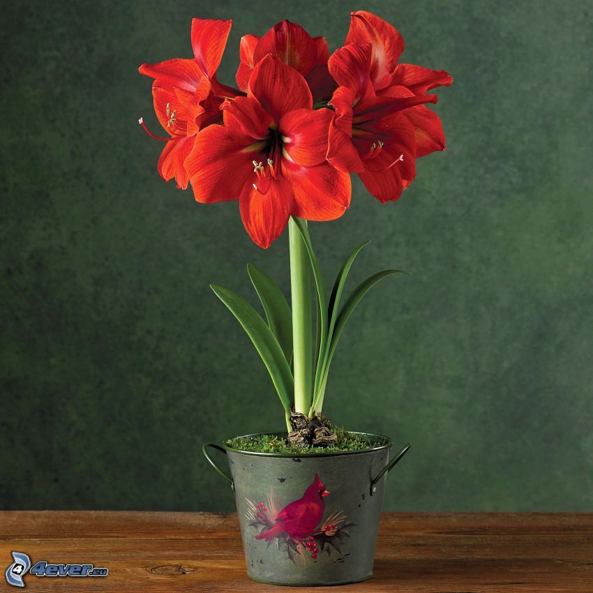 Amaryllis, fiori rossi, vaso da fiori