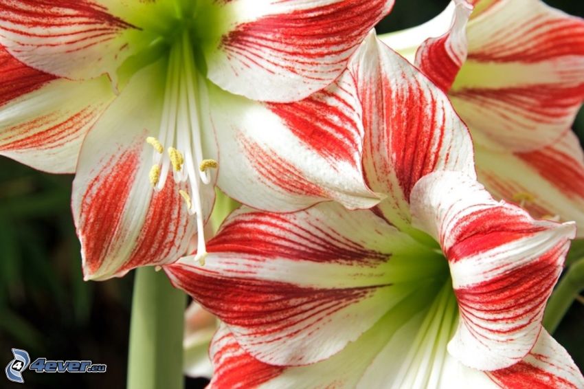 Amaryllis