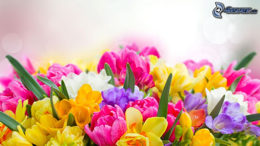 bouquet, fiori di campo, fiori colorati
