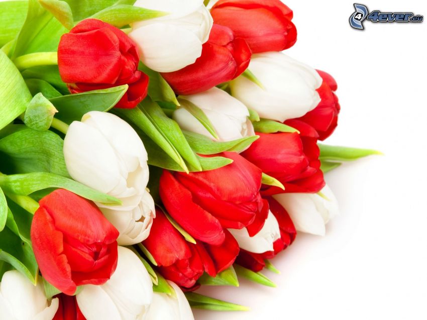 bouquet, tulipani
