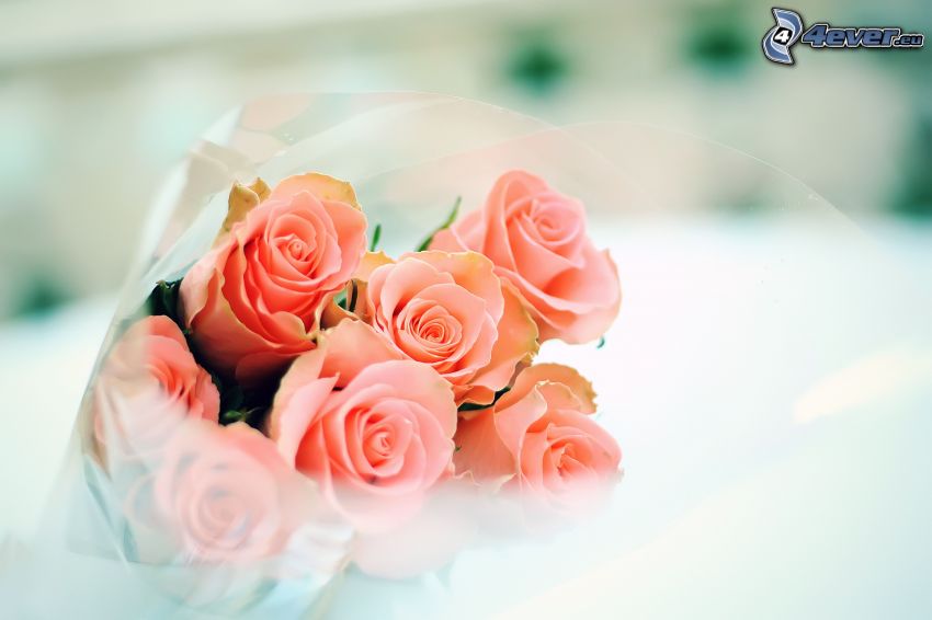 bouquet rose, rose rosa