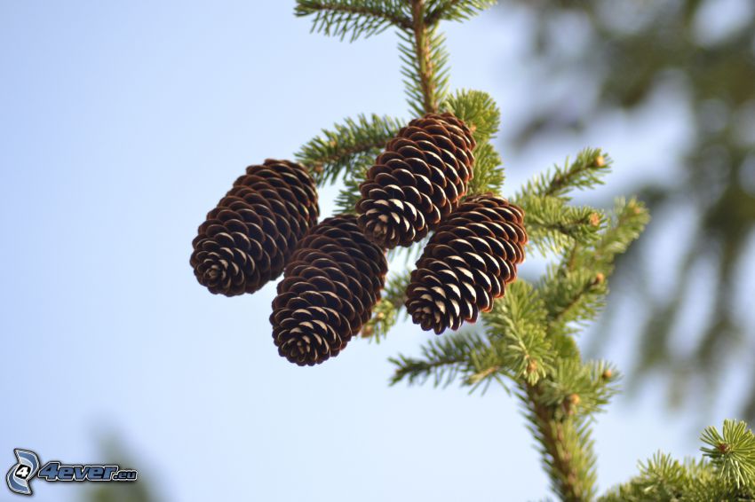 coni di albero, ramoscello