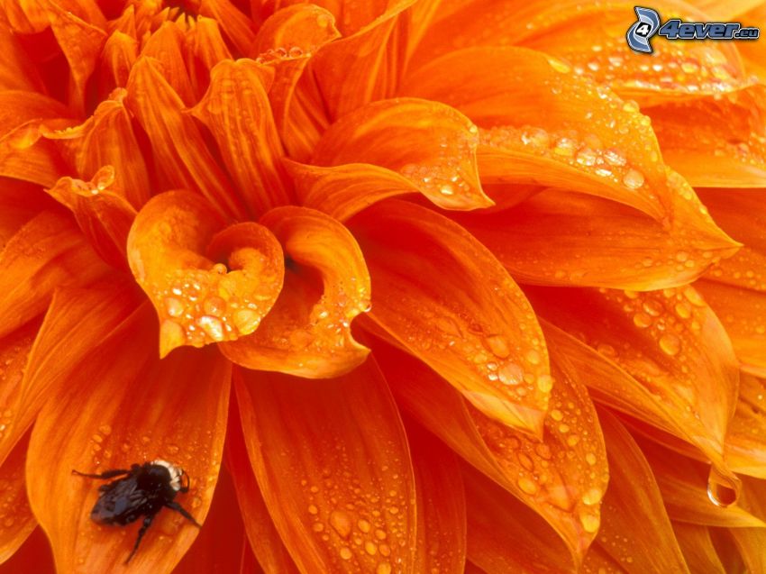 dahlia, Fiore arancio, rugiada su una foglia, ape