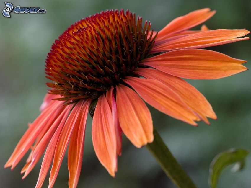 Echinacea, Fiore arancio