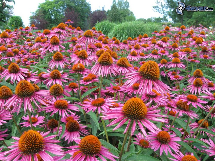 Echinacea, fiori rossi