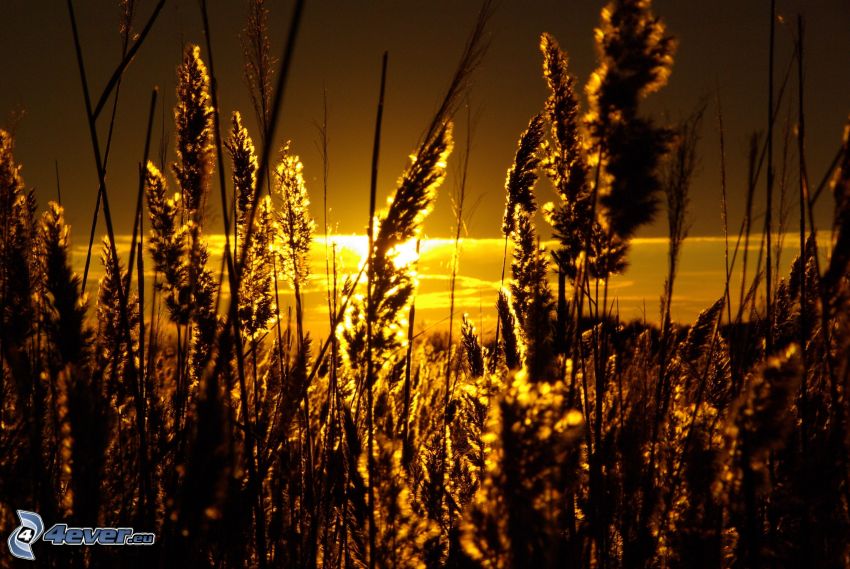 fili d'erba al tramonto