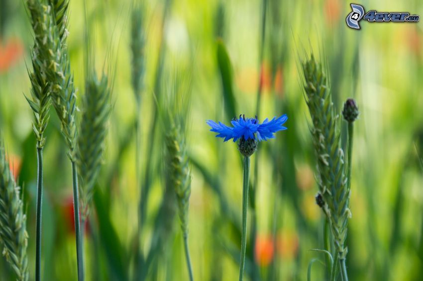 Fiordaliso, fili d'erba, fiore azzurro