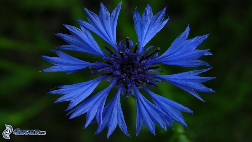 Fiordaliso, fiore azzurro