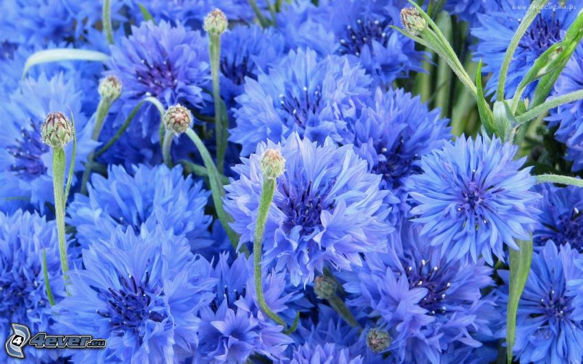 Fiordaliso, fiori blu