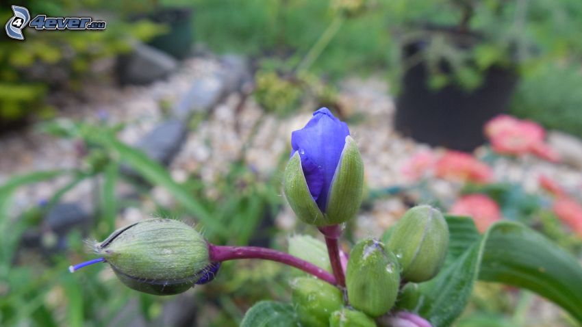 fiore azzurro, germoglio
