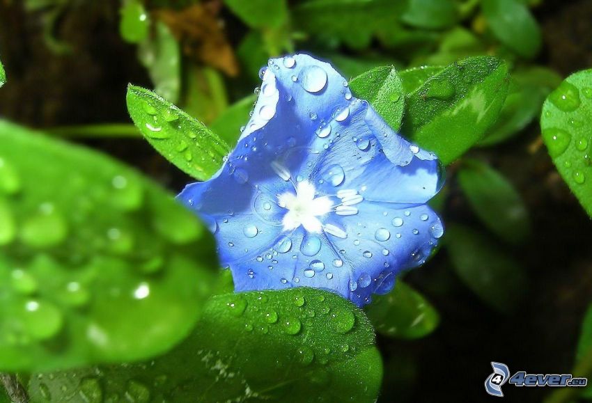 fiore azzurro, gocce d'acqua