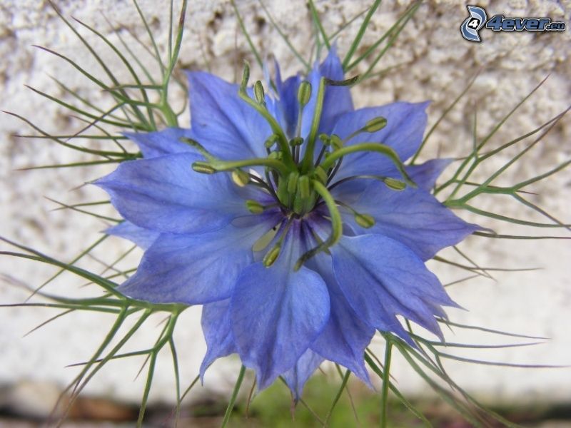 fiore azzurro