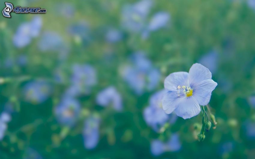 fiore azzurro