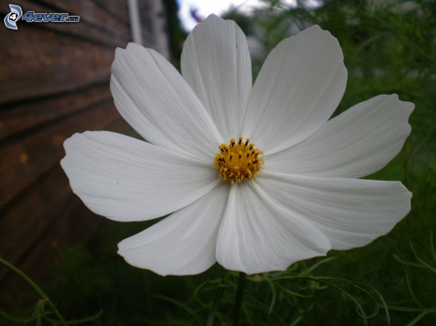 fiore bianco