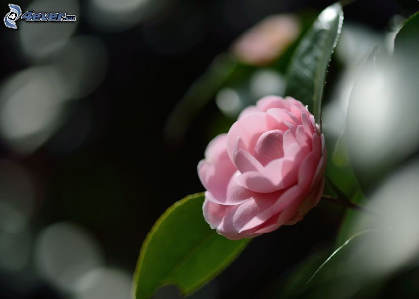 fiore rosa