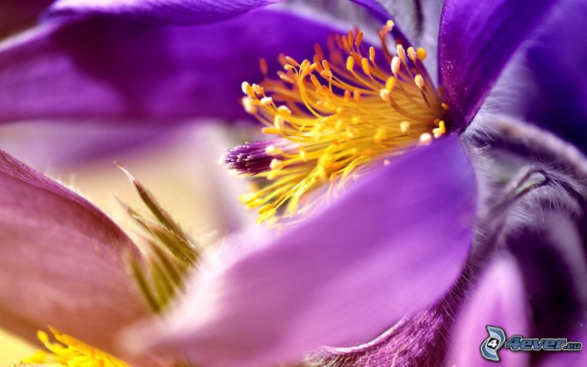 fiore viola, macro