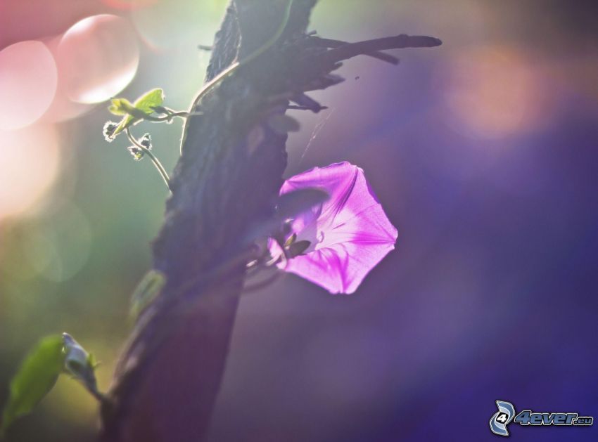 fiore viola, tronco