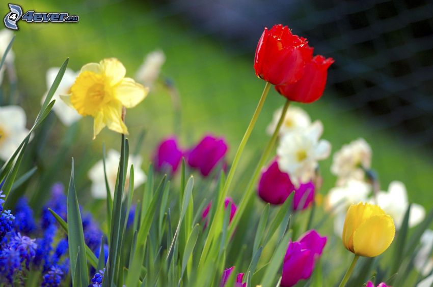fiori di primavera, tulipani, narcisi