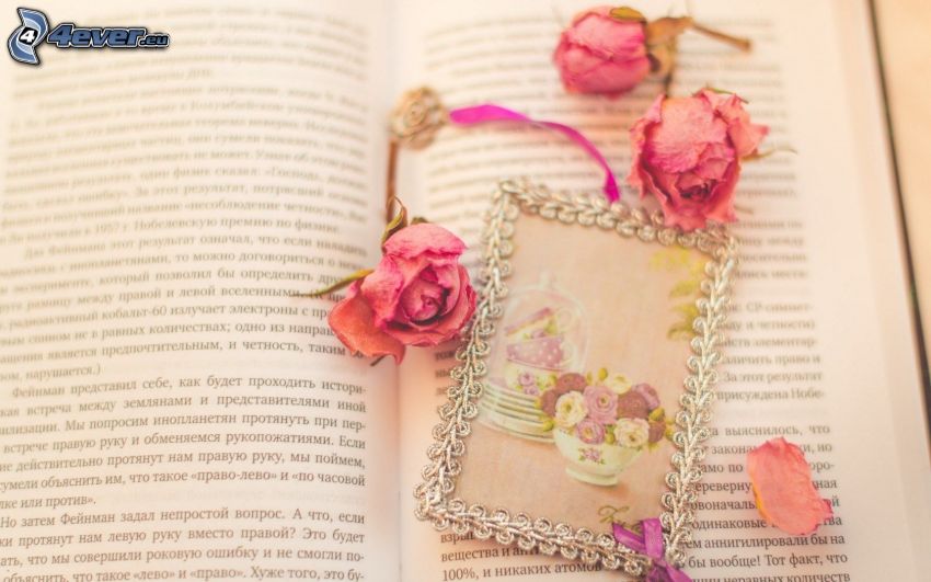fiori secchi, rose, immagine, libro