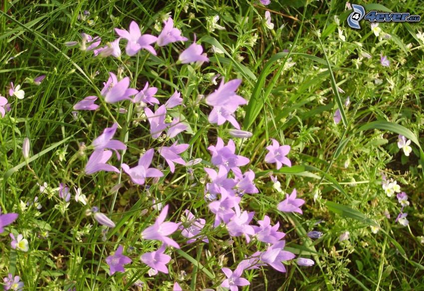 fiori viola, l'erba