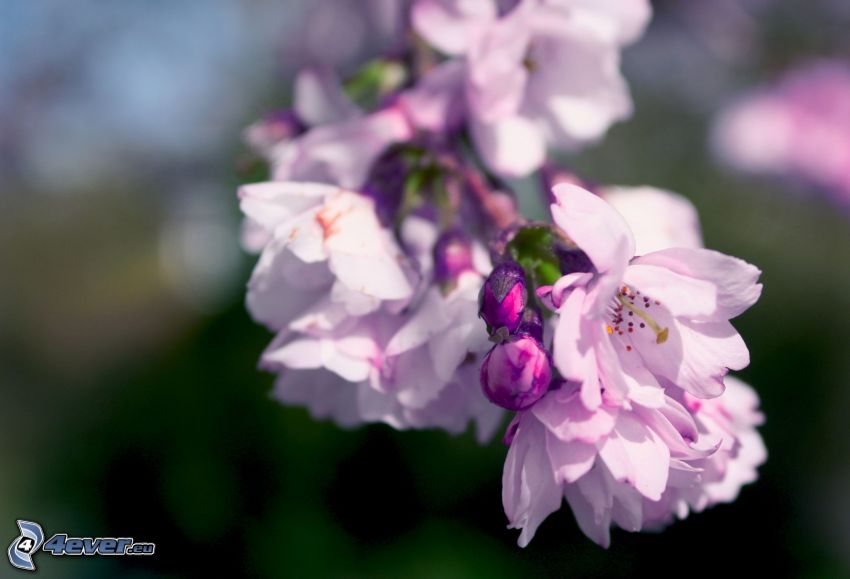 fiori viola, ramoscello fiorito
