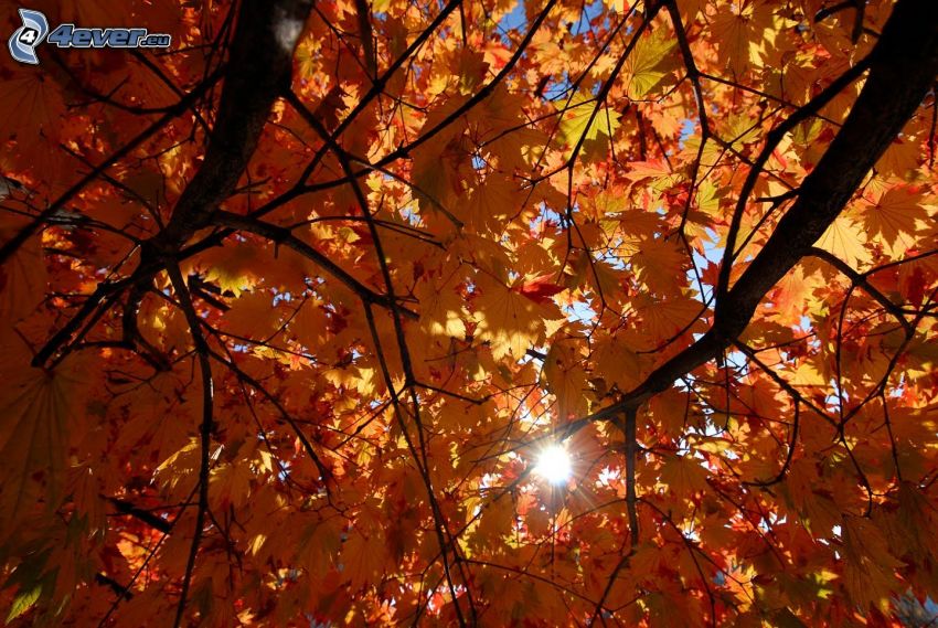 foglie colorate, alberi, sole