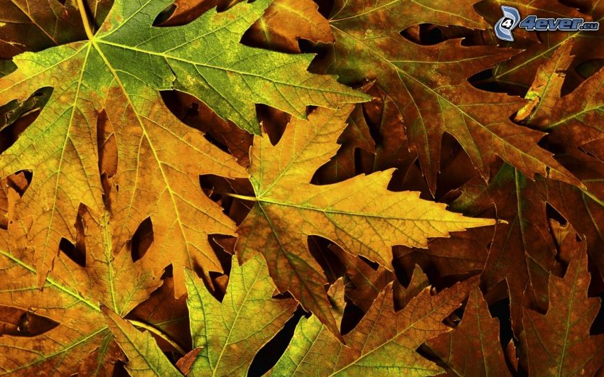 foglie di autunno, foglia gialla d'autunno