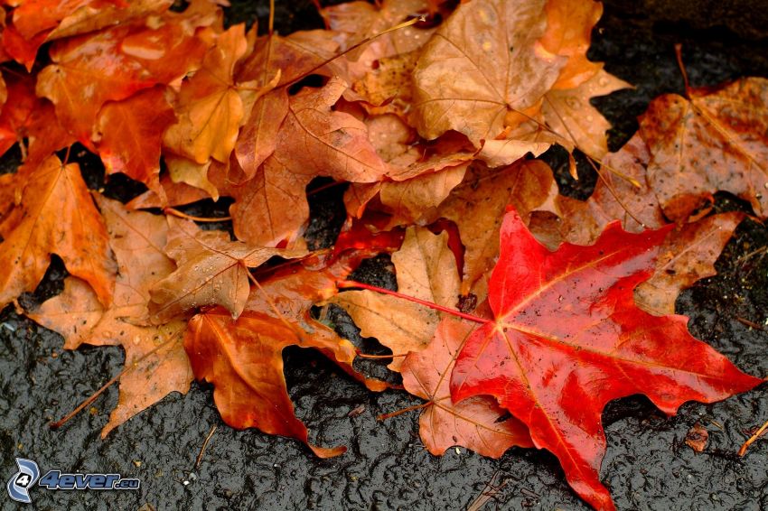 foglie di autunno, foglie bagnate