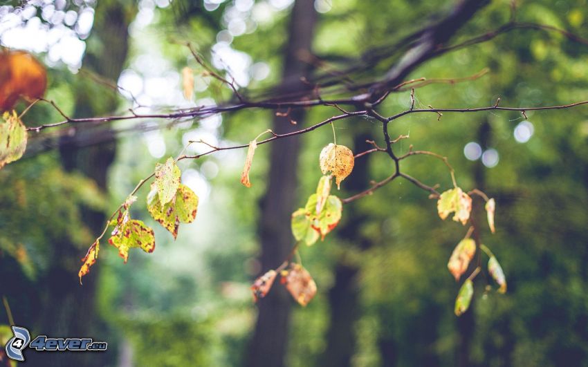 foglie di autunno, rami