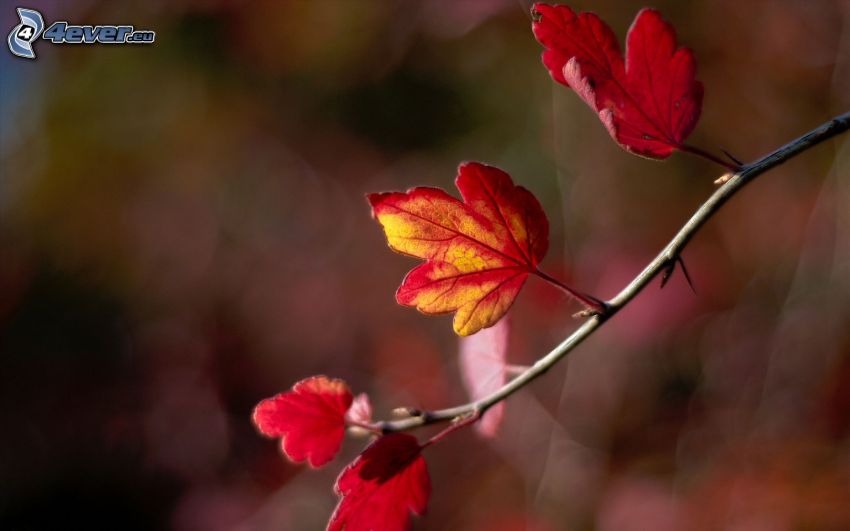 foglie rosse, ramoscello