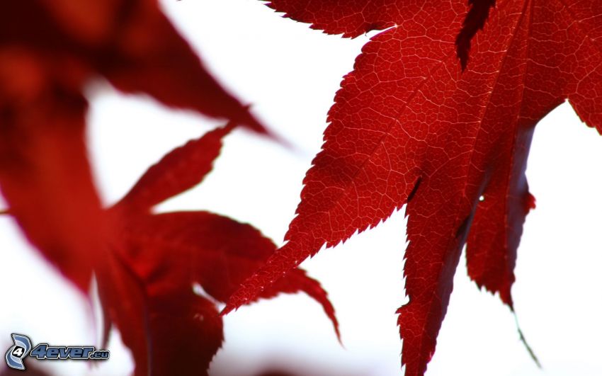 foglie rosse