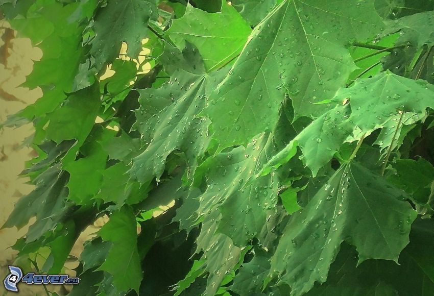foglie verdi, gocce d'acqua
