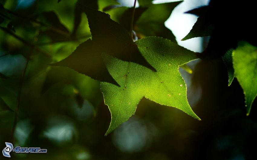 foglie verdi