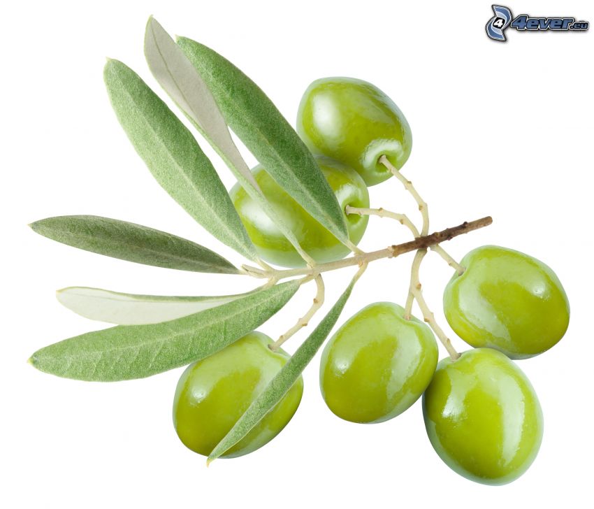 olive, ramoscello