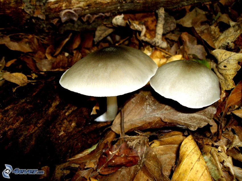 funghi, foglie