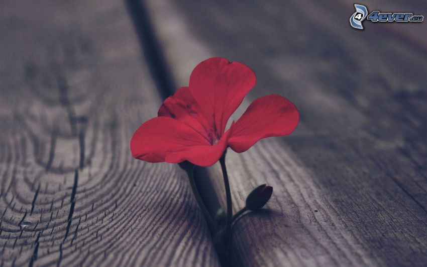 geranium, fiore rosso, legno