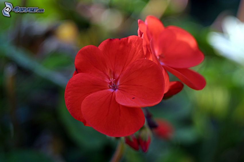 geranium, fiore rosso