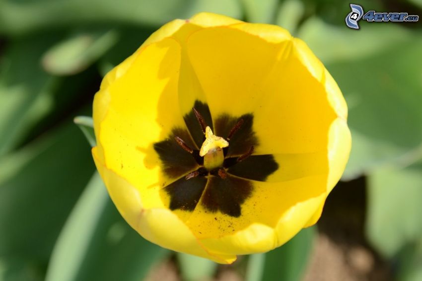 giallo tulipano