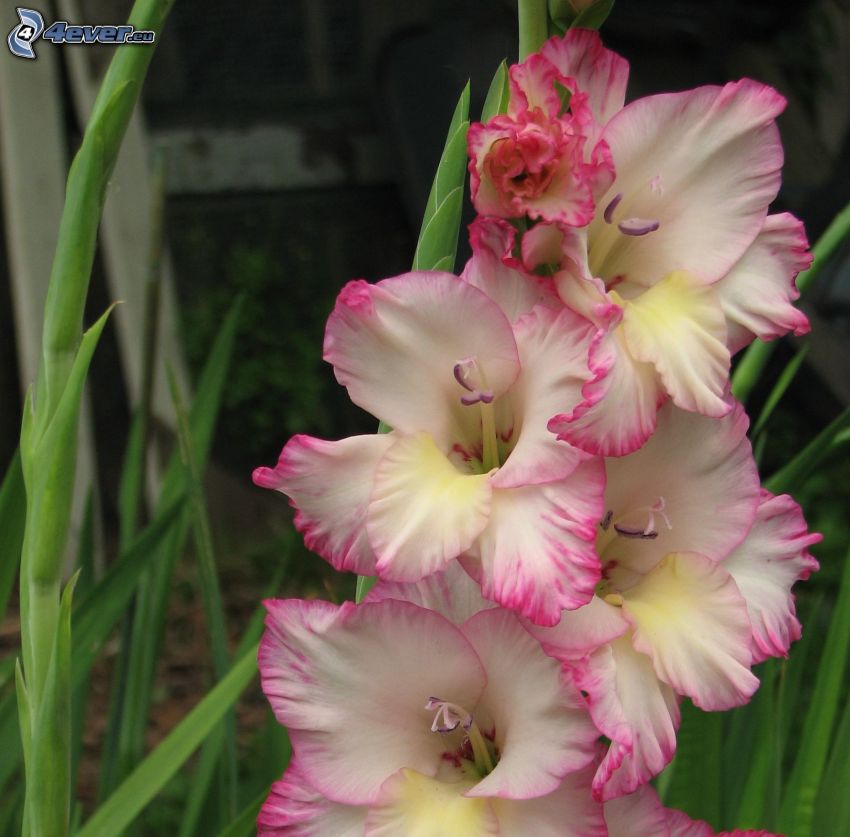 gladiolus, fiori bianchi