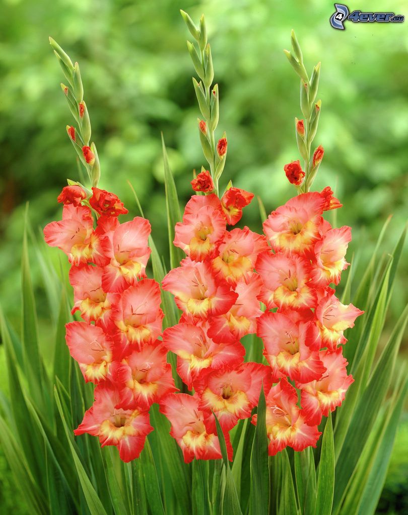 gladiolus, fiori rossi, l'erba