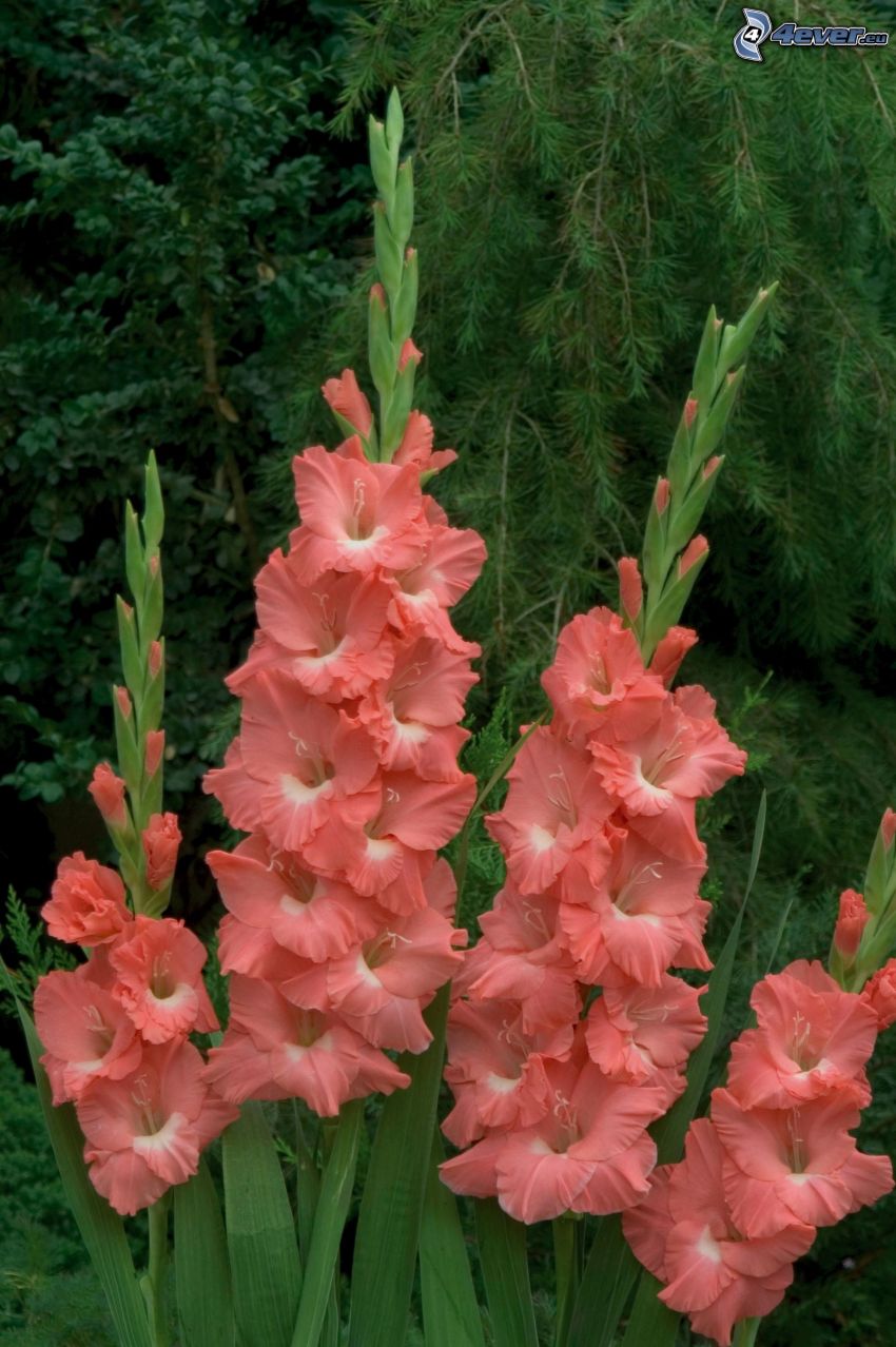 gladiolus, fiori rossi
