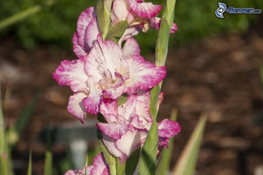 gladiolus, fiori viola