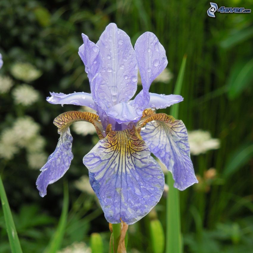 iris sibirica, fiore viola