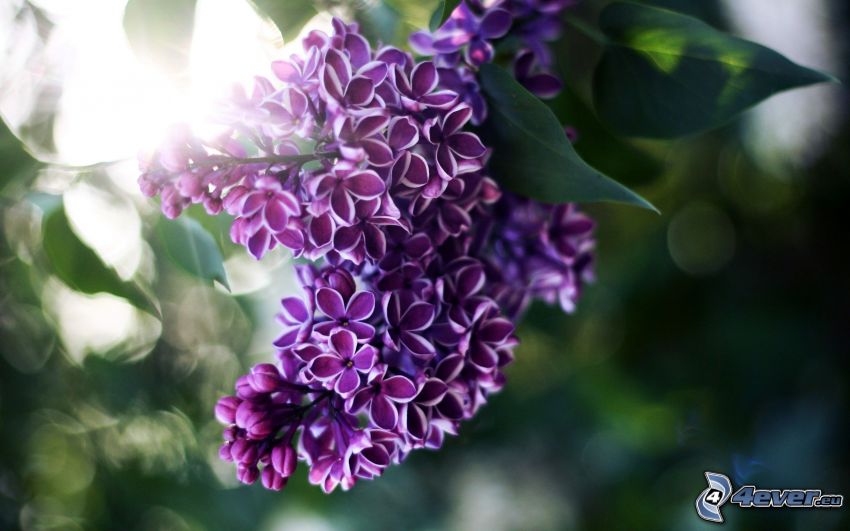 lilla, fiori viola