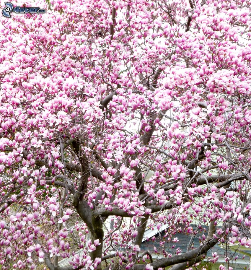 magnolia, albero rosa