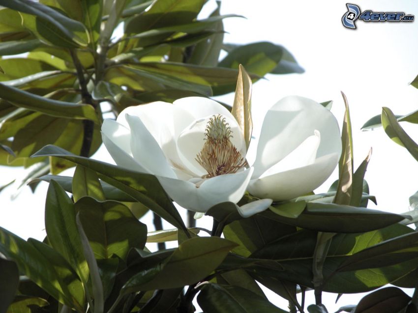 magnolia, fiori bianchi
