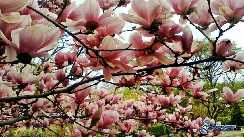 magnolia, fiori rossi