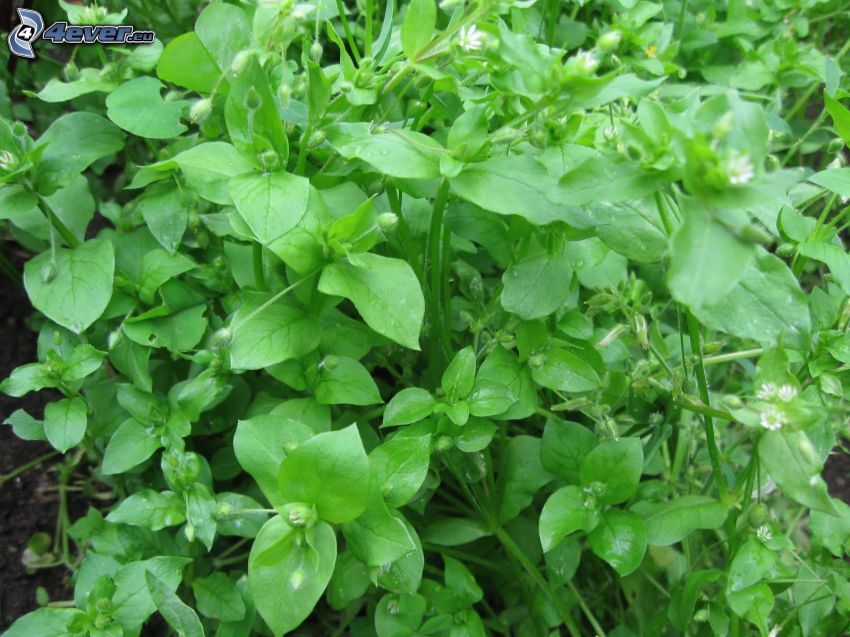origanum vulgare, foglie verdi
