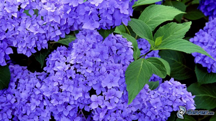 ortensia, fiori blu